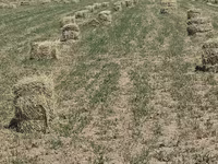 Сено в тюках, полевая заготовка. - Культуры: луговые травы/злаки с — Foto 3