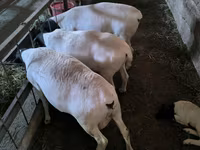 Sheep, Dorper sheep — photo 3