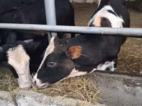 Cow, Swiss cattle — photo 6