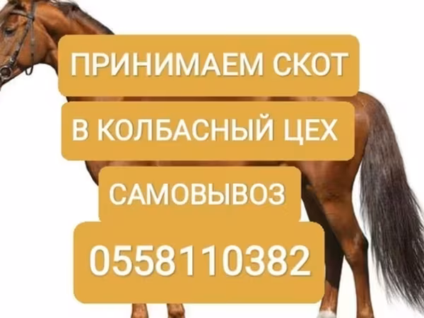 Бұқа, Ірі қара — Қырғызстан