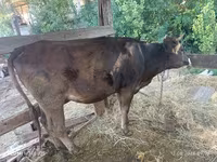 गाय, अलाताऊ नस्ल — फ़ोटो 3