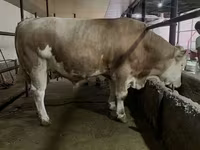 Bulle, Simmental cattle — Foto 4