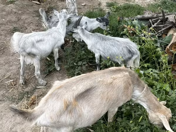 عنزة, الماعز — قيرغيزستان