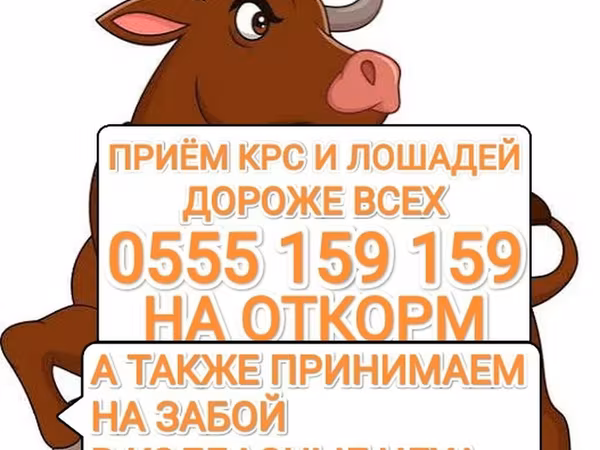 Сиыр, Ірі қара — Қырғызстан
