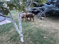 Schaf, Arashan sheep — Foto 4
