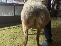 Oveja, Arashan sheep — foto 2