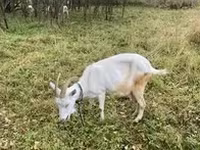 Cabra, Cabras — foto 3