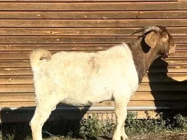 Теке, Boer goat
