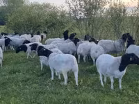 Schaf, Dorper sheep — Foto 1