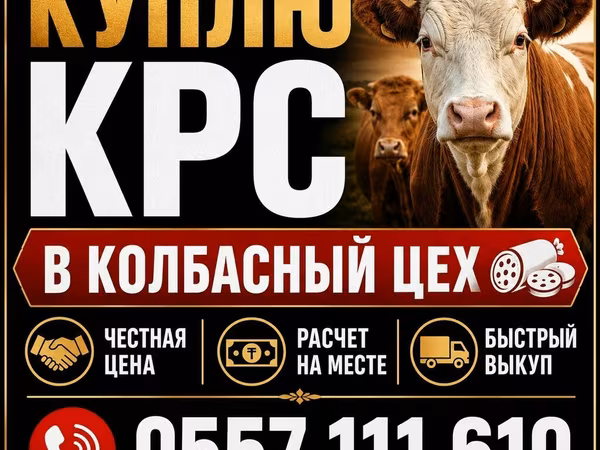 Бұқа, Ірі қара — Қырғызстан