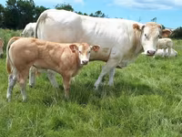 Бұқа, Blonde d’Aquitane cattle — 3-сурет