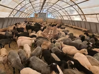 公羊, Dorper sheep — 照片 1