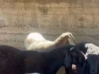 Қошқар, Arashan sheep — 5-сурет