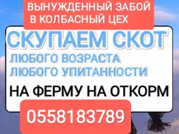 Бие, Жылқылар — Қырғызстан