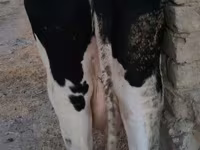 Cow, Holstein breed — photo 7