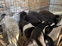Ram, Sheep — photo 2