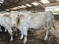 Сиыр, Charolais cattle — 2-сурет
