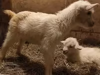 عنزة, Saanen goat — الصورة 5