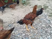 Chickens — photo 3