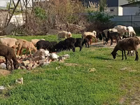 Қошқар, Hissar sheep — 8-сурет