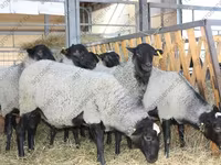 Ram, Dorper sheep — photo 7