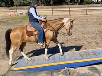 Бие, Quarter Horse — 6-сурет