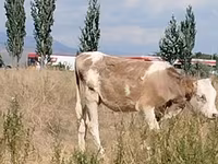Vaca, Red Estonian cattle — foto 1