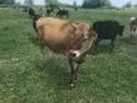 Cow, Holstein breed — photo 5