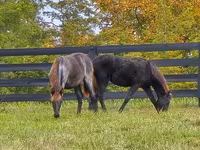 Mare, Rocky Mountain Horse — photo 6