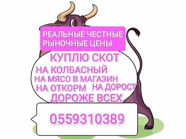 Бұқа, Ірі қара