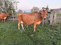 Cow, Jersey breed — photo 2