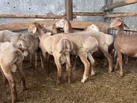 كبش, Arashan sheep — الصورة 2