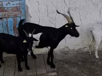 母山羊, Goats — 照片 2