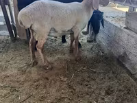 Ram, Sheep — photo 4