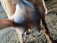 Теке, Nubian Goat — 3-сурет