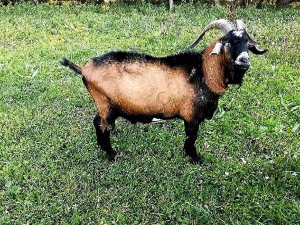 बकरा, Czech Brown Shorthaired goats — रूस