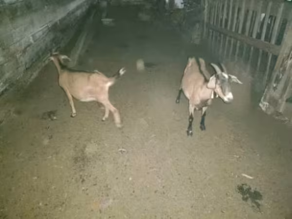 बकरी, बकरियाँ — रूस