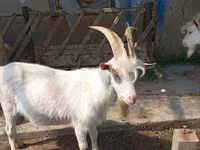 Ziegenbock, Ziegen — Foto 3