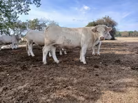 Сиыр, Charolais cattle — 5-сурет