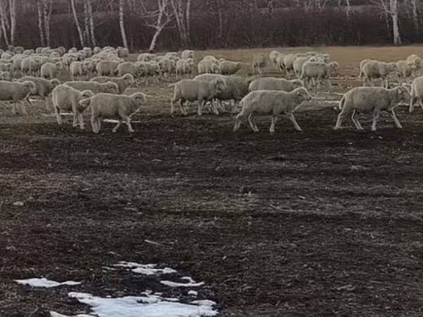 Sheep, Sheep
