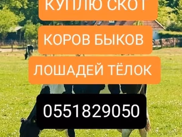 Бұқа, Ірі қара — Қырғызстан
