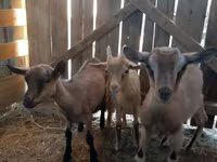 बकरी, Alpine goat — फ़ोटो 2