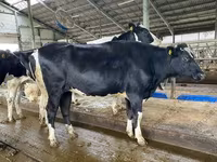 母牛, Holstein breed — 照片 2