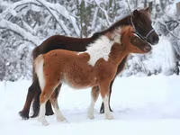 Hengst, American shetland pony — Foto 6