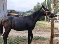 Caballo, Caballos — foto 5