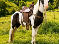Hengst, Appaloosa — Foto 7