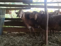 Ram, Arashan sheep — photo 2
