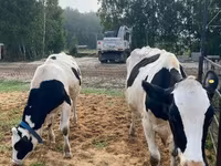 Cow, Holstein breed — photo 6