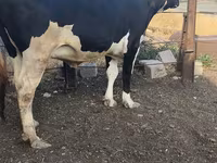 Cow, Russian Black pied cattle — photo 8