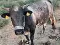 Toro, Swiss cattle — foto 4